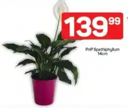 Pick n Pay PnP Spathiphyllum offer