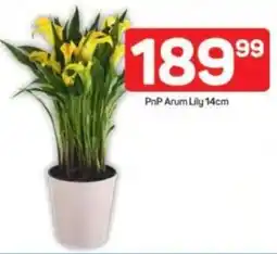 Pick n Pay PnP Arum Lily offer
