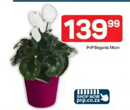 Pick n Pay PnP Begonia 14cm offer