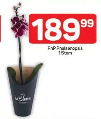 Pick n Pay PnP Phalaenopsis 1 Stem offer