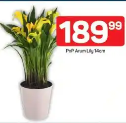 Pick n Pay PnP Arum Lily 14cm offer