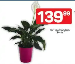 Pick n Pay PnP Spathiphyllum 14cm offer