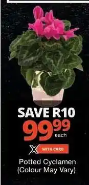 Checkers Potted Cyclamen offer