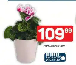 Pick n Pay PnP Cyclamen 14cm offer