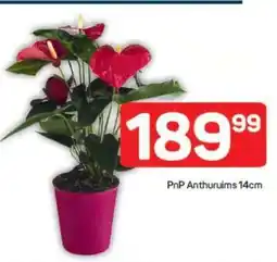 Pick n Pay PnP Anthuruims 14cm offer