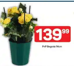 Pick n Pay PnP Begonia 14cm offer
