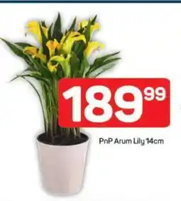 Pick n Pay PnP Arum Lily 14cm offer