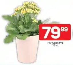 Pick n Pay PnP Calandiva offer