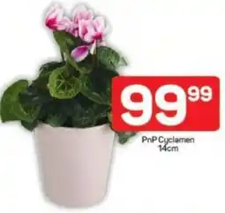 Pick n Pay PnP Cyclamen offer