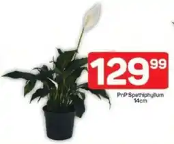 Pick n Pay PnP Spathiphyllum offer