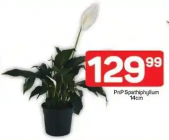 Pick n Pay PnP Spathiphyllum offer