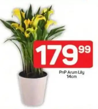 Pick n Pay PnP Arum Lily offer