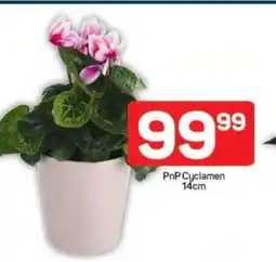 Pick n Pay PnP Cyclamen 14cm offer