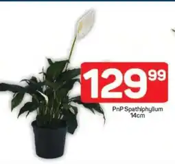 Pick n Pay PnP Spathiphyllum 14cm offer