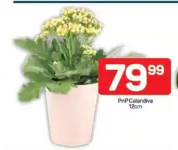 Pick n Pay PnP Calandiva 12cm offer