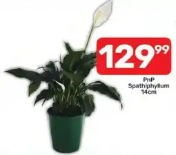 Pick n Pay PnP Spathiphyllum offer