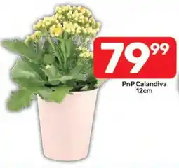 Pick n Pay PnP Calandiva offer