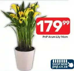 Pick n Pay PnP Arum Lily offer