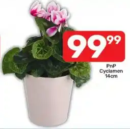 Pick n Pay PnP Cyclamen offer