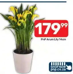 Pick n Pay PnP Arum Lily 14cm offer