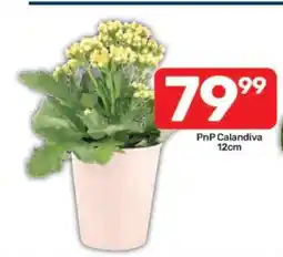 Pick n Pay PnP Calandiva 12cm offer