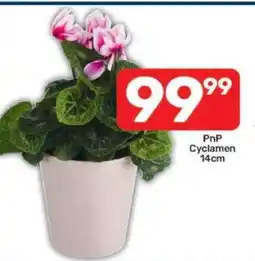 Pick n Pay PnP Cyclamen 14cm offer