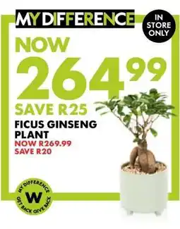 Woolworths Ficus Ginseng Plant offer