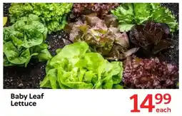Oxford Freshmarket Baby Leaf Lettuce offer