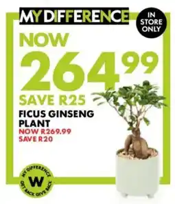 Woolworths Ficus ginseng plant offer