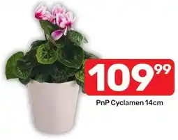 Pick n Pay Hypermarket PnP Cyclamen offer