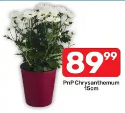 Pick n Pay Hypermarket PnP Chrysanthemum offer