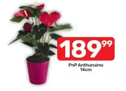 Pick n Pay PnP Anthuruims 14cm offer
