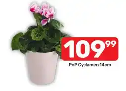 Pick n Pay PnP Cyclamen 14cm offer