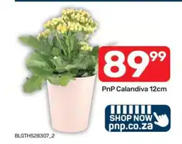 Pick n Pay PnP Calandiva 12cm offer