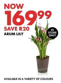 Woolworths Arum lily offer