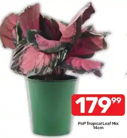 Pick n Pay Hypermarket PnP Tropical Leaf Mix offer