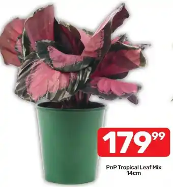 Pick n Pay Hypermarket PnP Tropical Leaf Mix offer