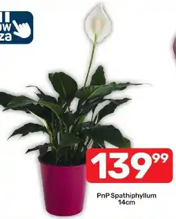 Pick n Pay Hypermarket PnP Spathiphyllum offer