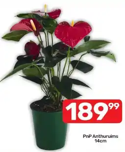 Pick n Pay Hypermarket PnP Anthuruims offer