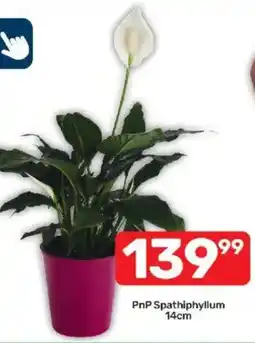 Pick n Pay PnP Spathiphyllum offer