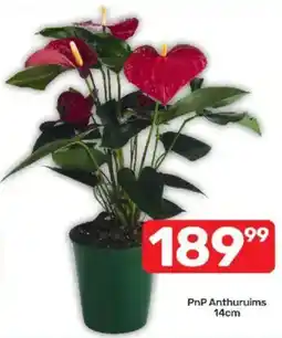 Pick n Pay PnP Anthuruims offer