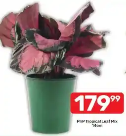 Pick n Pay PnP Tropical Leaf Mix offer