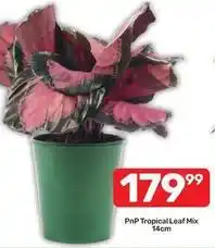 Pick n Pay Tropical leaf mix offer