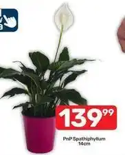 Pick n Pay Spathiphyllum offer