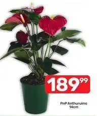 Pick n Pay Anthuriums offer