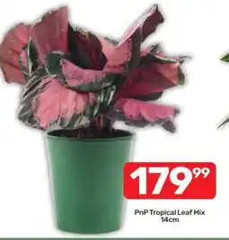 Pick n Pay PnP Tropical Leaf Mix 14cm offer