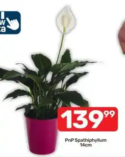 Pick n Pay PnP Spathiphyllum 14cm offer