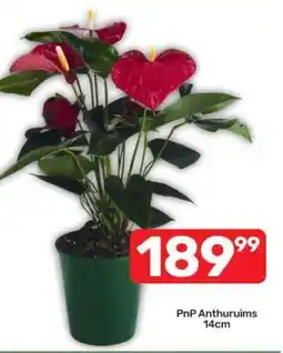 Pick n Pay PnP Anthuruims 14cm offer
