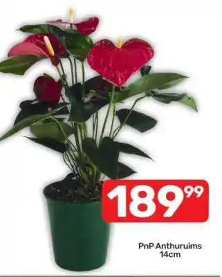 Pick n Pay PnP Anthuruims 14cm offer