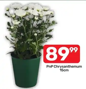 Pick n Pay Hypermarket PnP Chrysanthemum offer